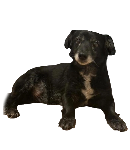 Perra Canela